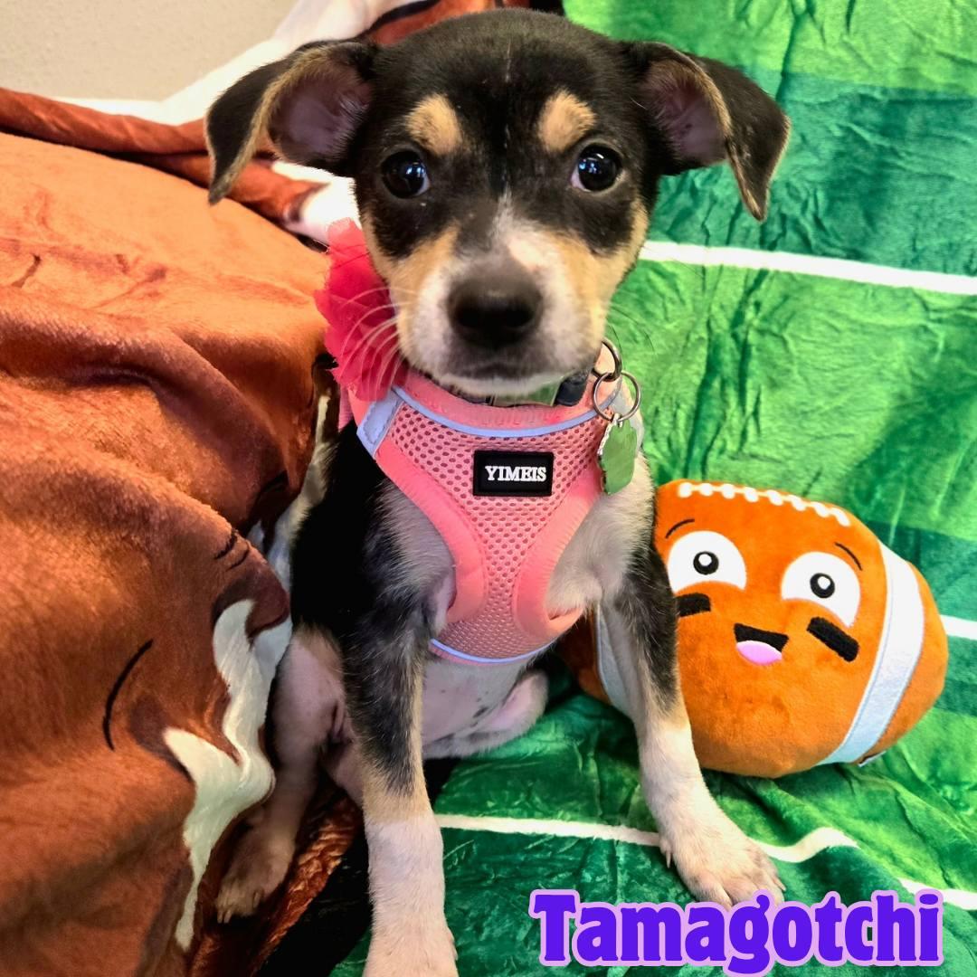Enlarge Tamagotchi *Snuggly Chi-Mix 6 pounds*, a ADOPTABLE mixed breed in Riverview, FL image 1/6