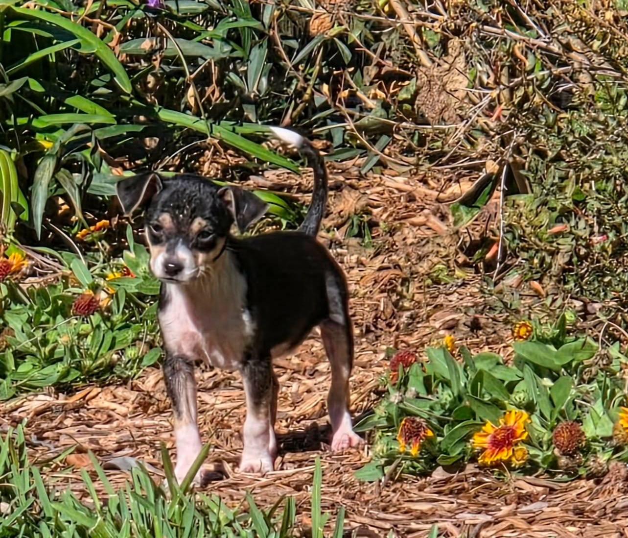 Enlarge Tamagotchi *Snuggly Chi-Mix 6 pounds*, a ADOPTABLE mixed breed in Riverview, FL image 2/6