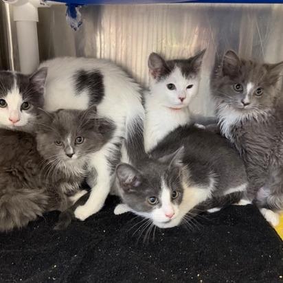 Monica — thumbnail 2