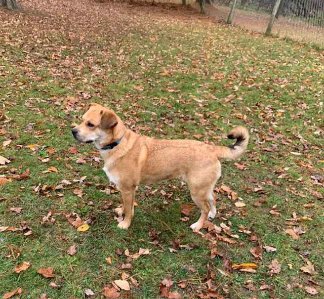 Patrice, a Adoptable mixed breed in Stanstead, QC image 2/5