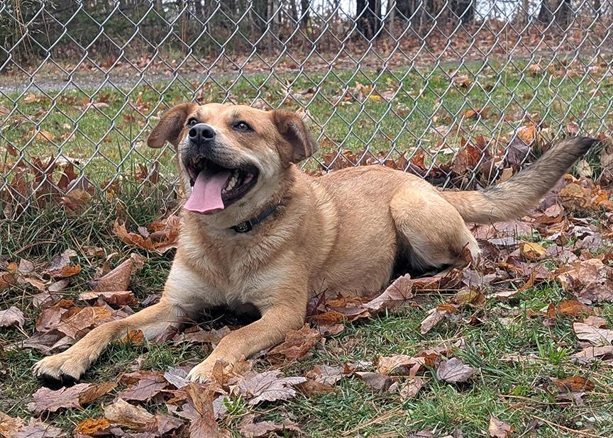 Patrice, a Adoptable mixed breed in Stanstead, QC image 1/5