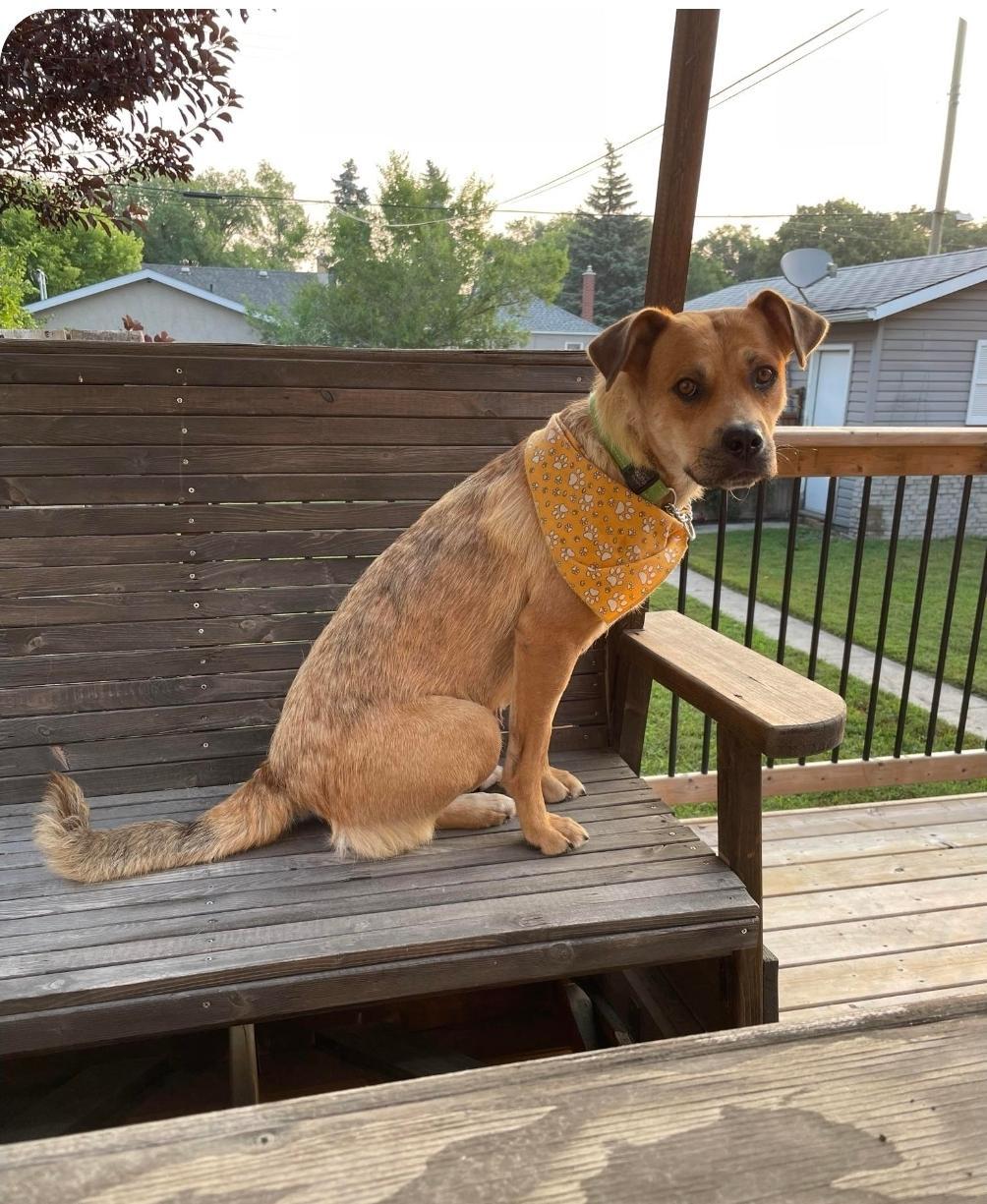 Patrice, a Adoptable mixed breed in Stanstead, QC image 5/5