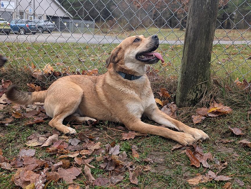 Patrice, a Adoptable mixed breed in Stanstead, QC image 4/5