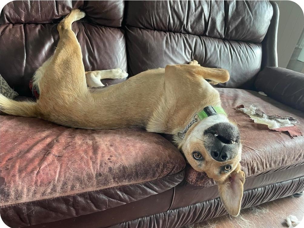 Patrice, a Adoptable mixed breed in Stanstead, QC image 3/5