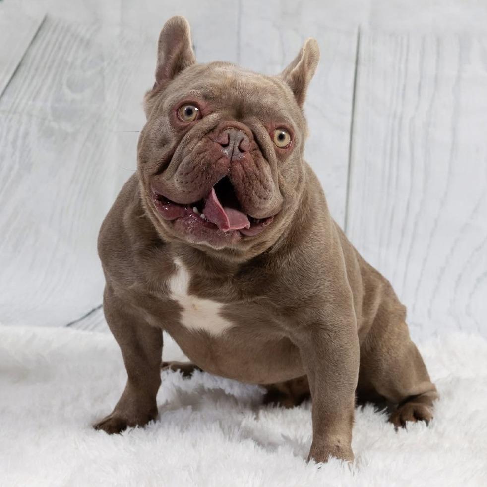 Mortimor, Adoptable, Senior Male French Bulldog.