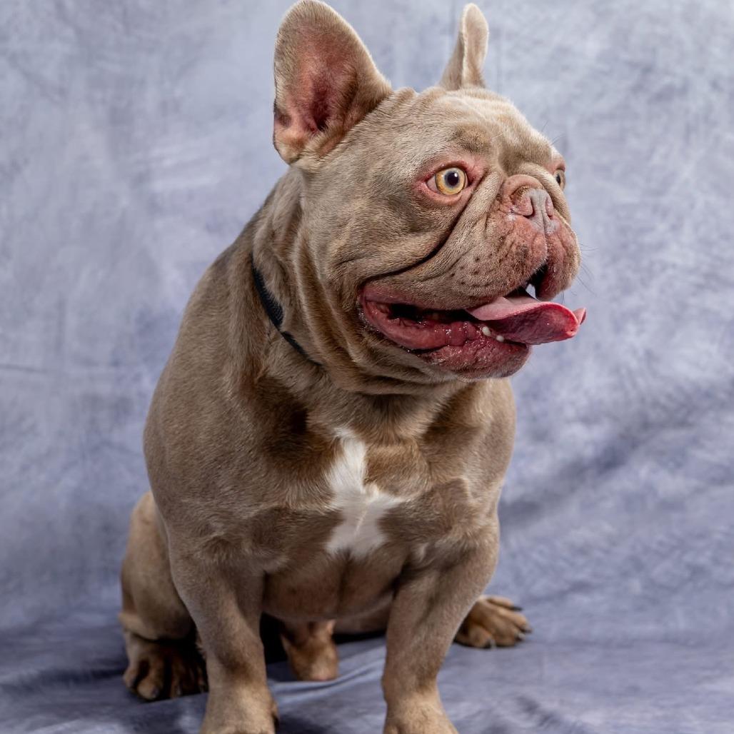 Enlarge Mortimor, a Adoptable French Bulldog in Cincinnati, OH image 2/4