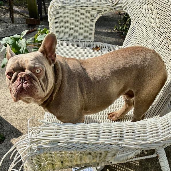 Enlarge Mortimor, a Adoptable French Bulldog in Cincinnati, OH image 3/4