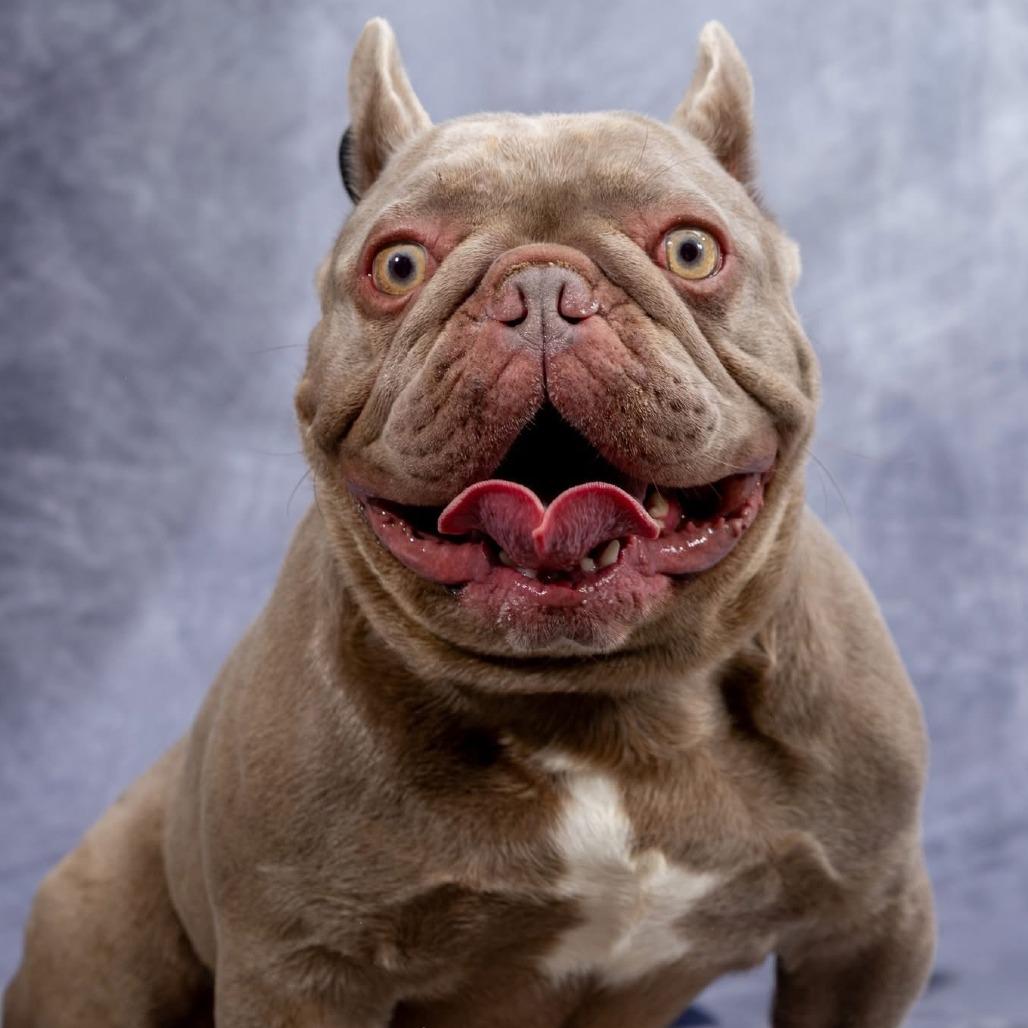 Enlarge Mortimor, a Adoptable French Bulldog in Cincinnati, OH image 4/4