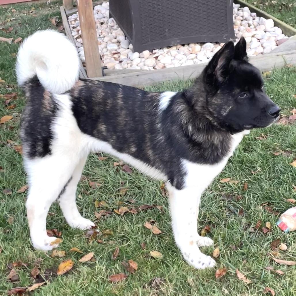 Klive, Adoptable, Young Male Akita.