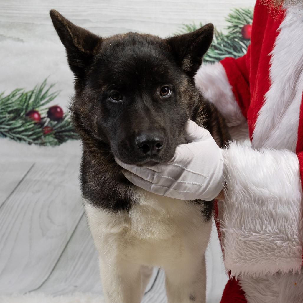 Klive, Adoptable, Young Male Akita.