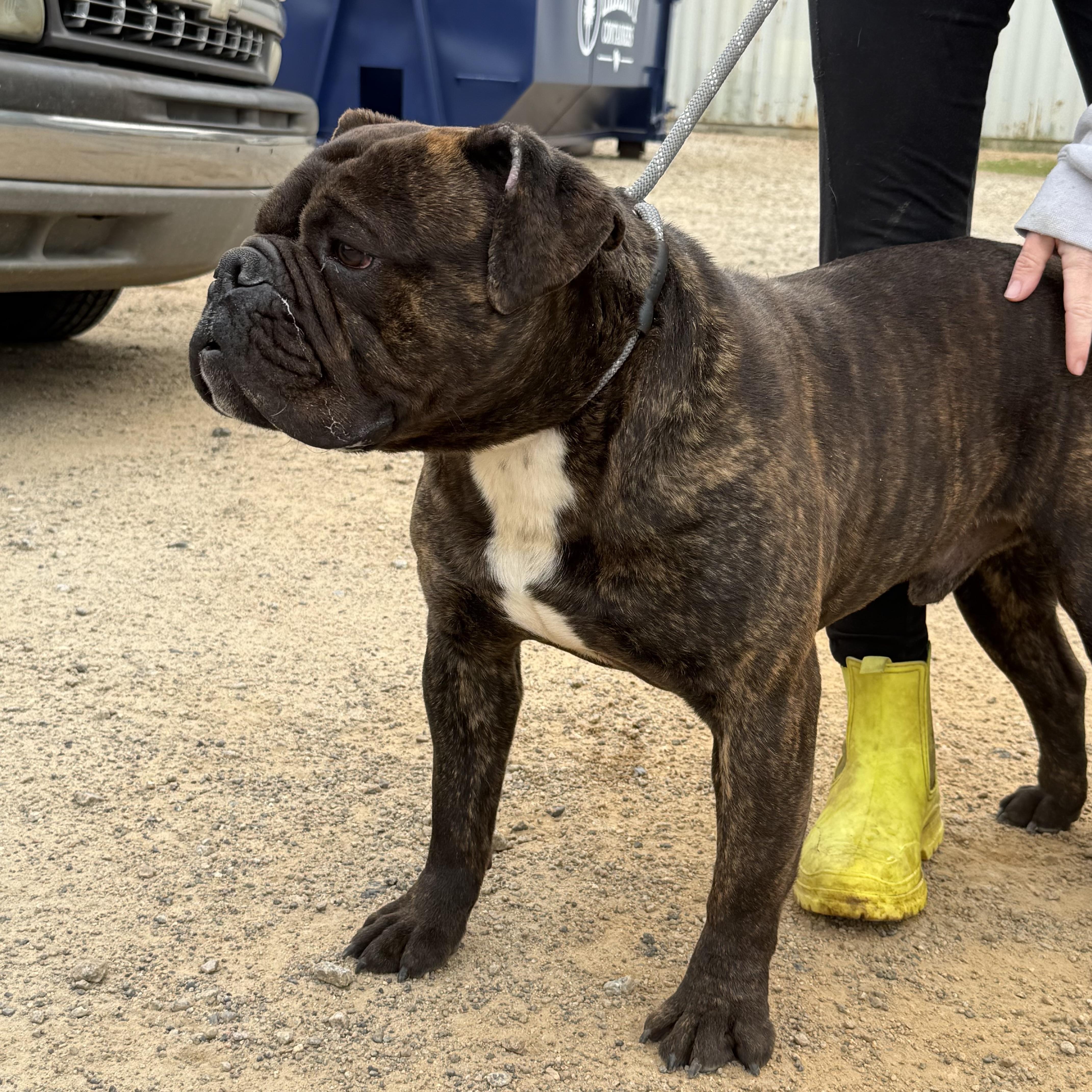 Kash — thumbnail 4