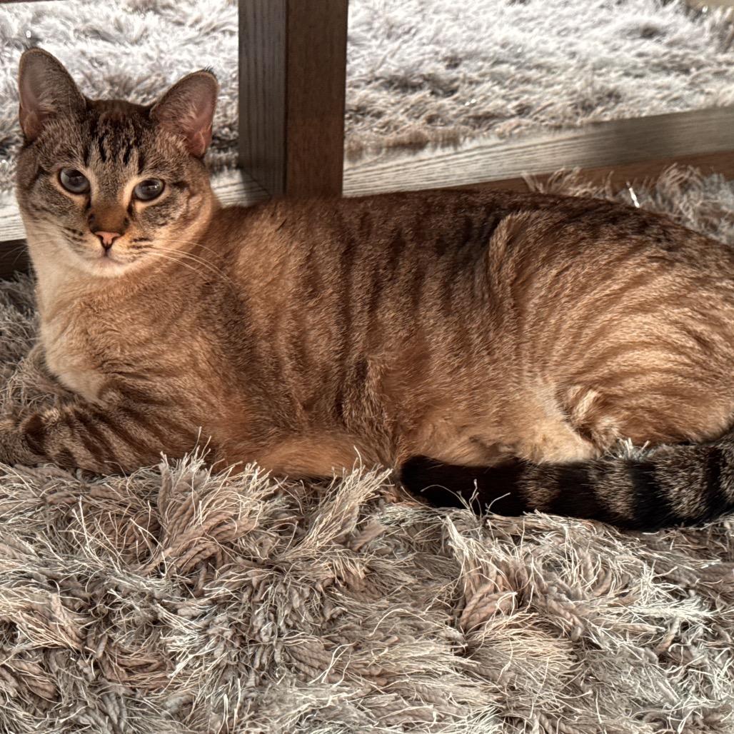 Enlarge Storm, a Adoptable mixed breed in Flower Mound, TX image 1/6