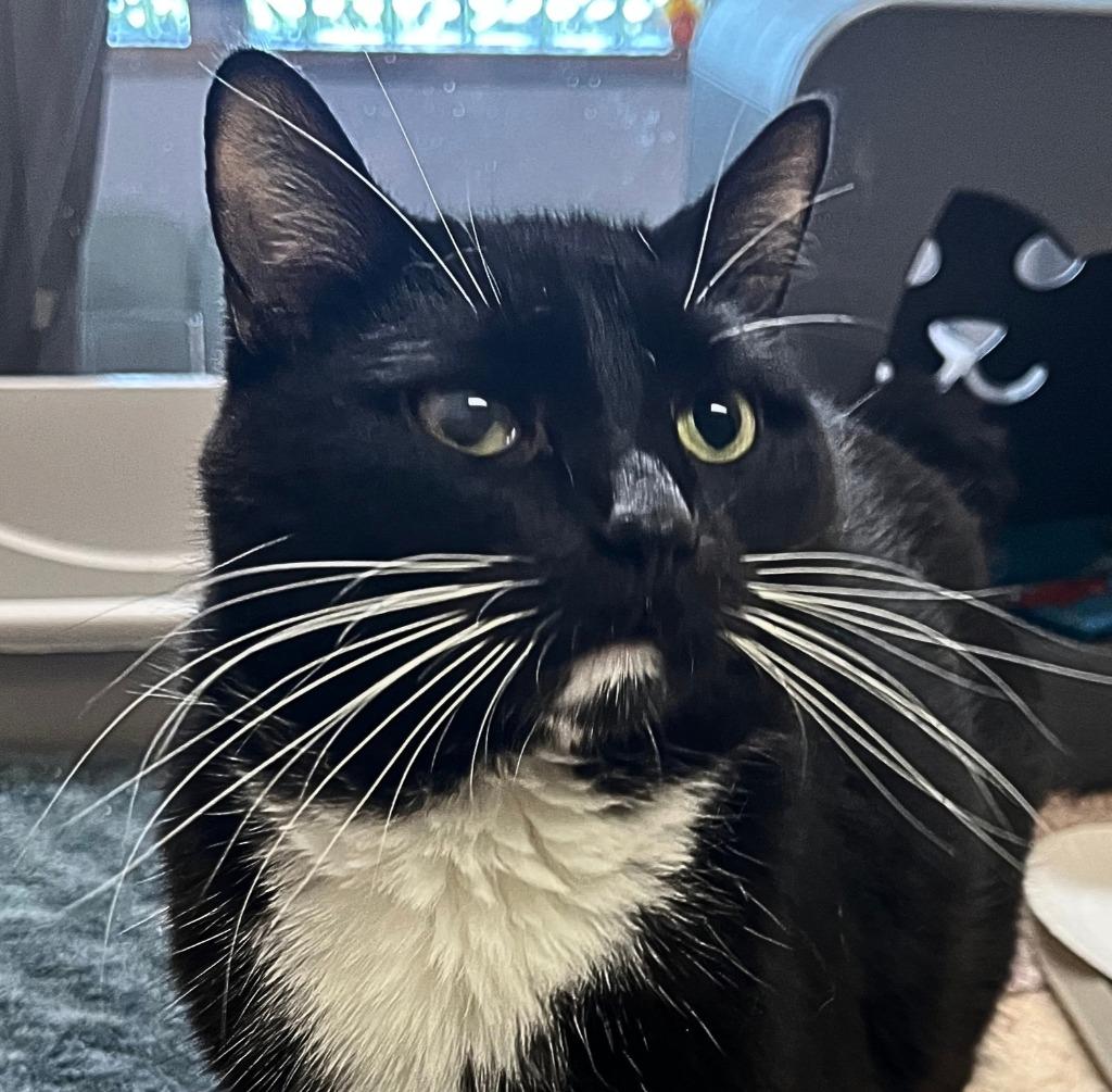 Pepper, Adoptable, Adult Male Domestic Short Hair.