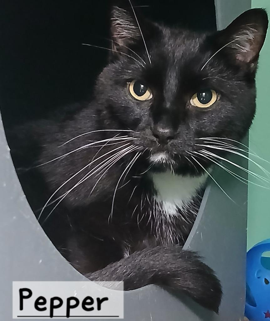 Enlarge Pepper, a Adoptable mixed breed in Utica, MI image 2/2