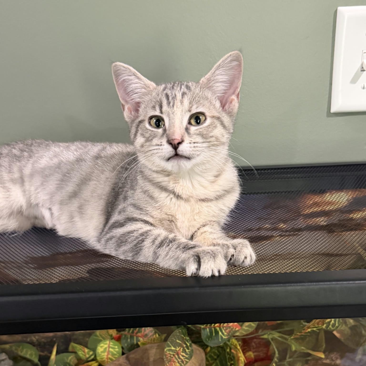 Dandelion, Adoptable, Kitten Female Domestic Short Hair.
