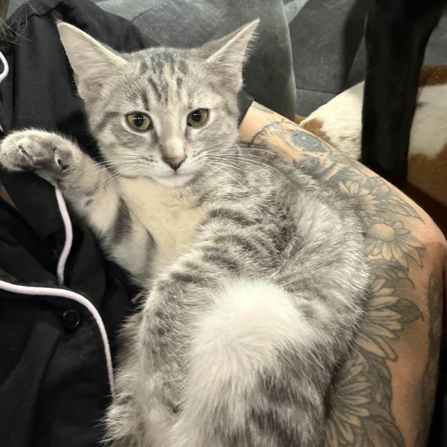 Enlarge Dandelion, a Adoptable Domestic Short Hair in Martinsville, IN image 2/2