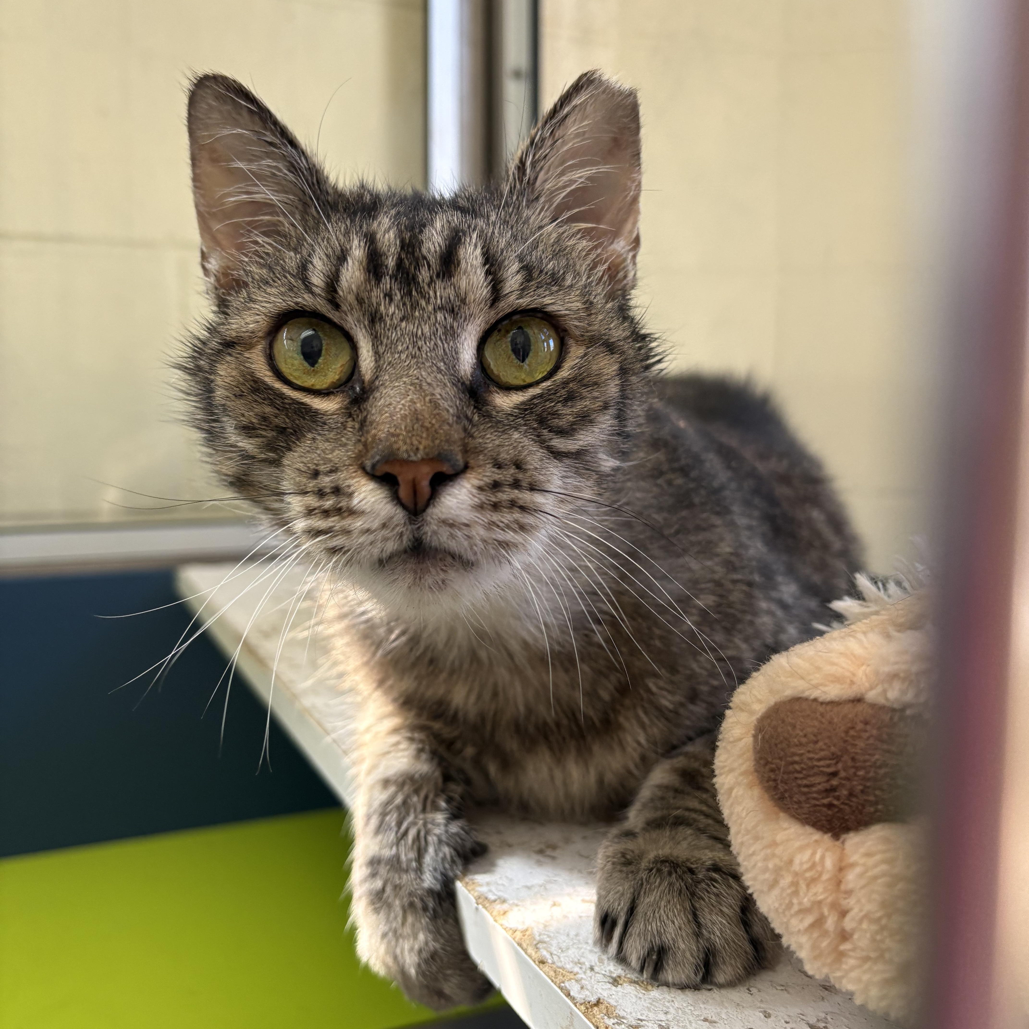 Enlarge Crumb Pie, a ADOPTABLE Domestic Short Hair in Wantagh, NY image 1/2