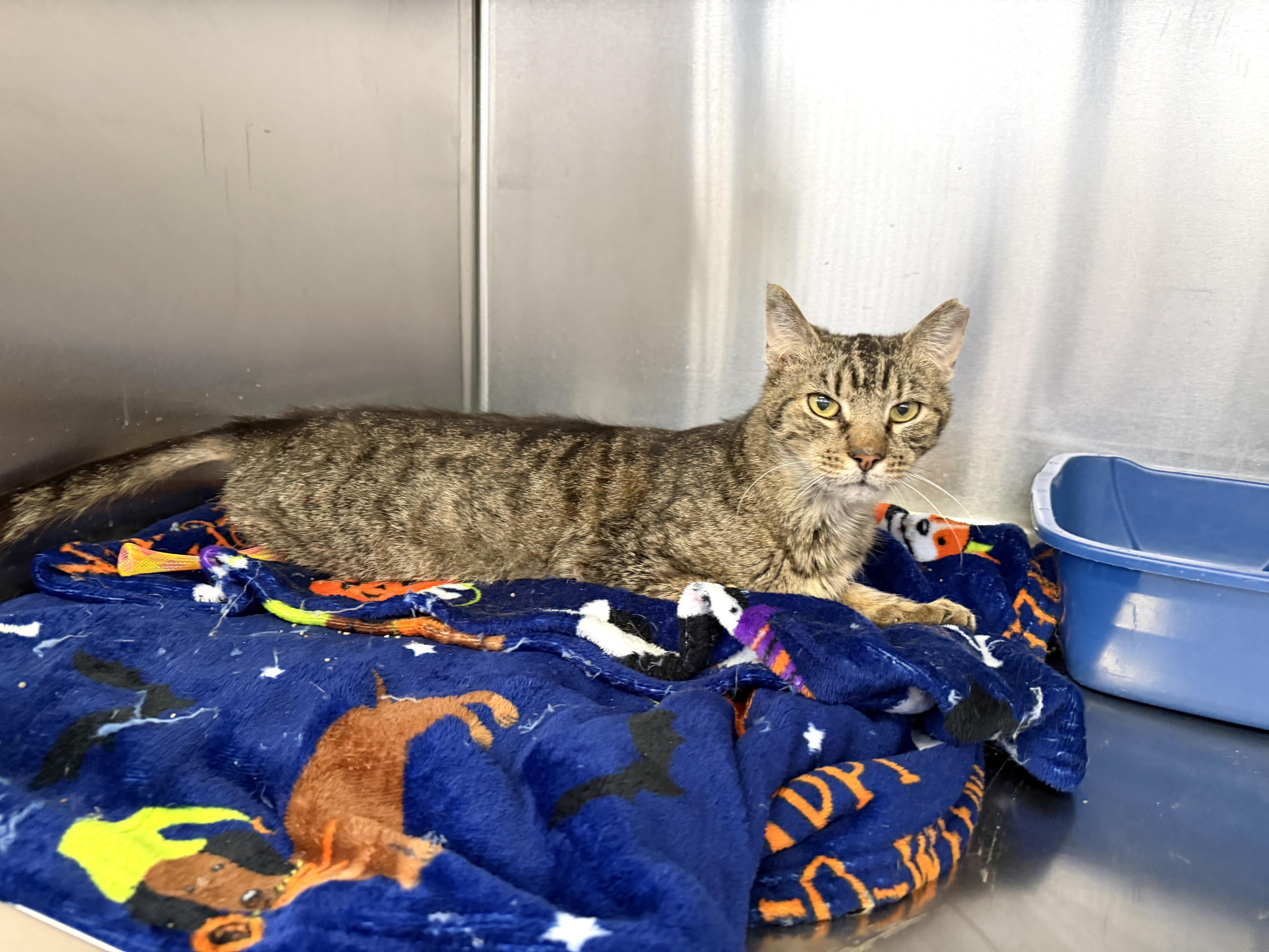 Enlarge Crumb Pie, a ADOPTABLE Domestic Short Hair in Wantagh, NY image 2/2