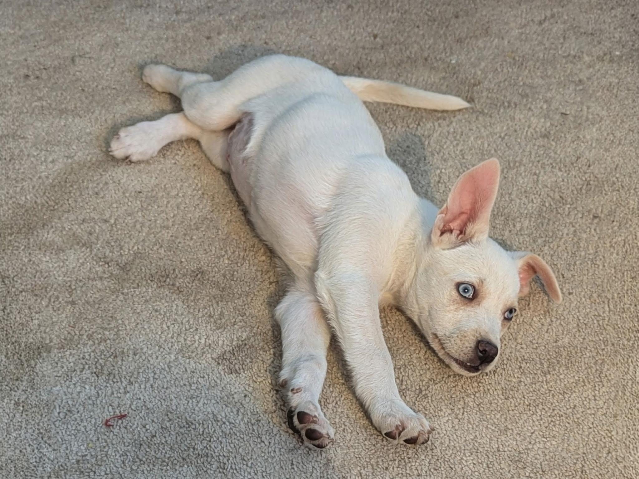 Enlarge Violet, an adopted mixed breed in Plattsmouth, NE image 1/2