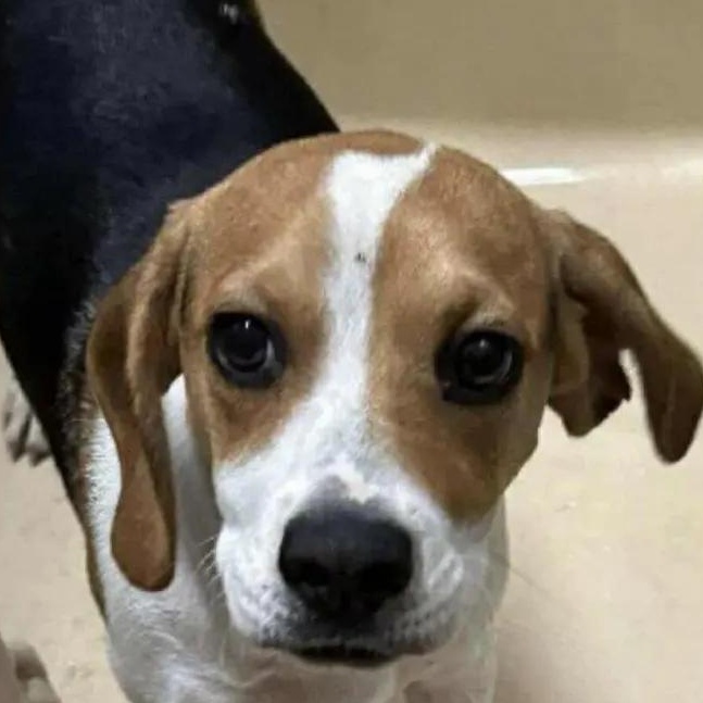 Jasper Onslow, a Adopted Beagle in Waldorf, MD image 1/5