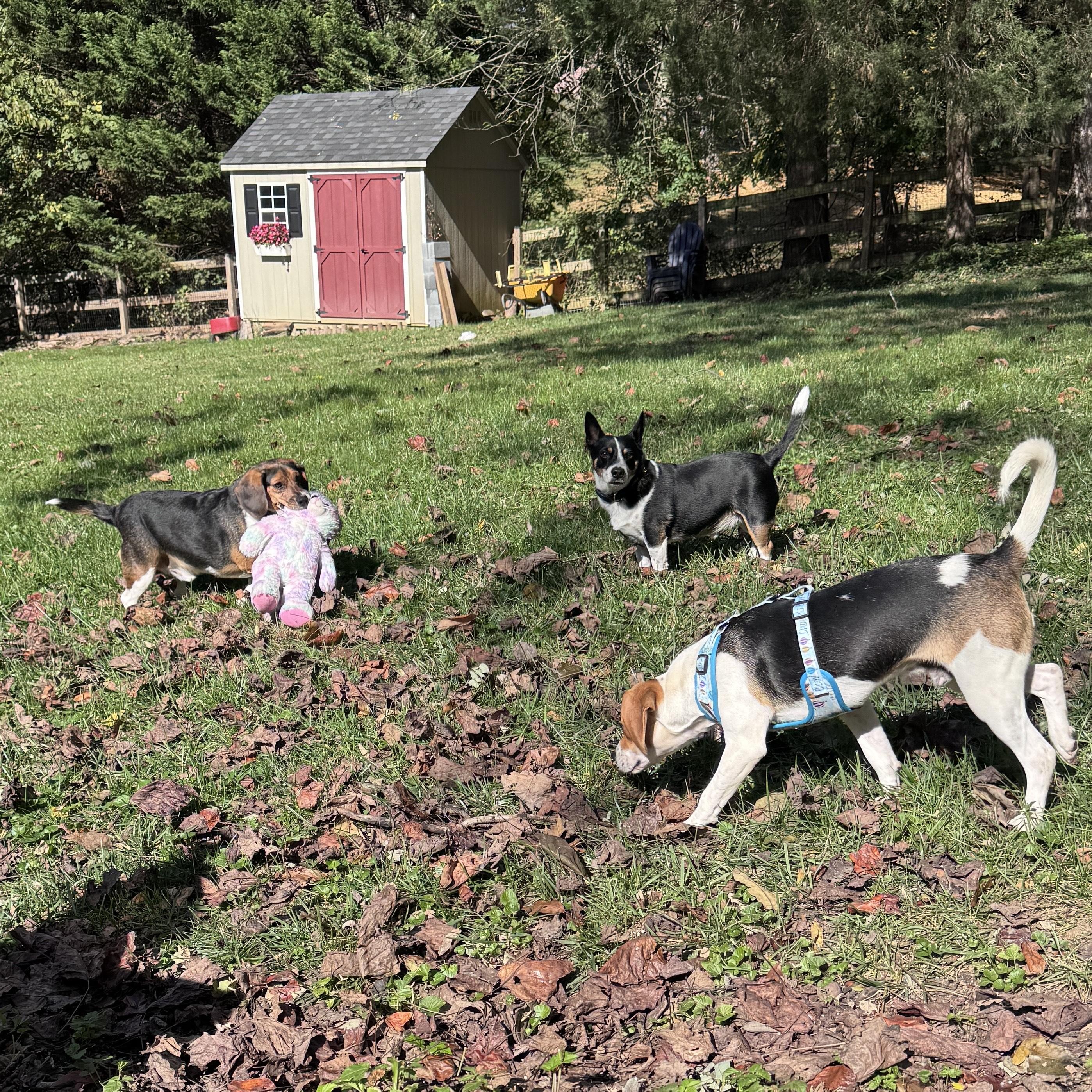 Jasper Onslow, a Adopted Beagle in Waldorf, MD image 4/5