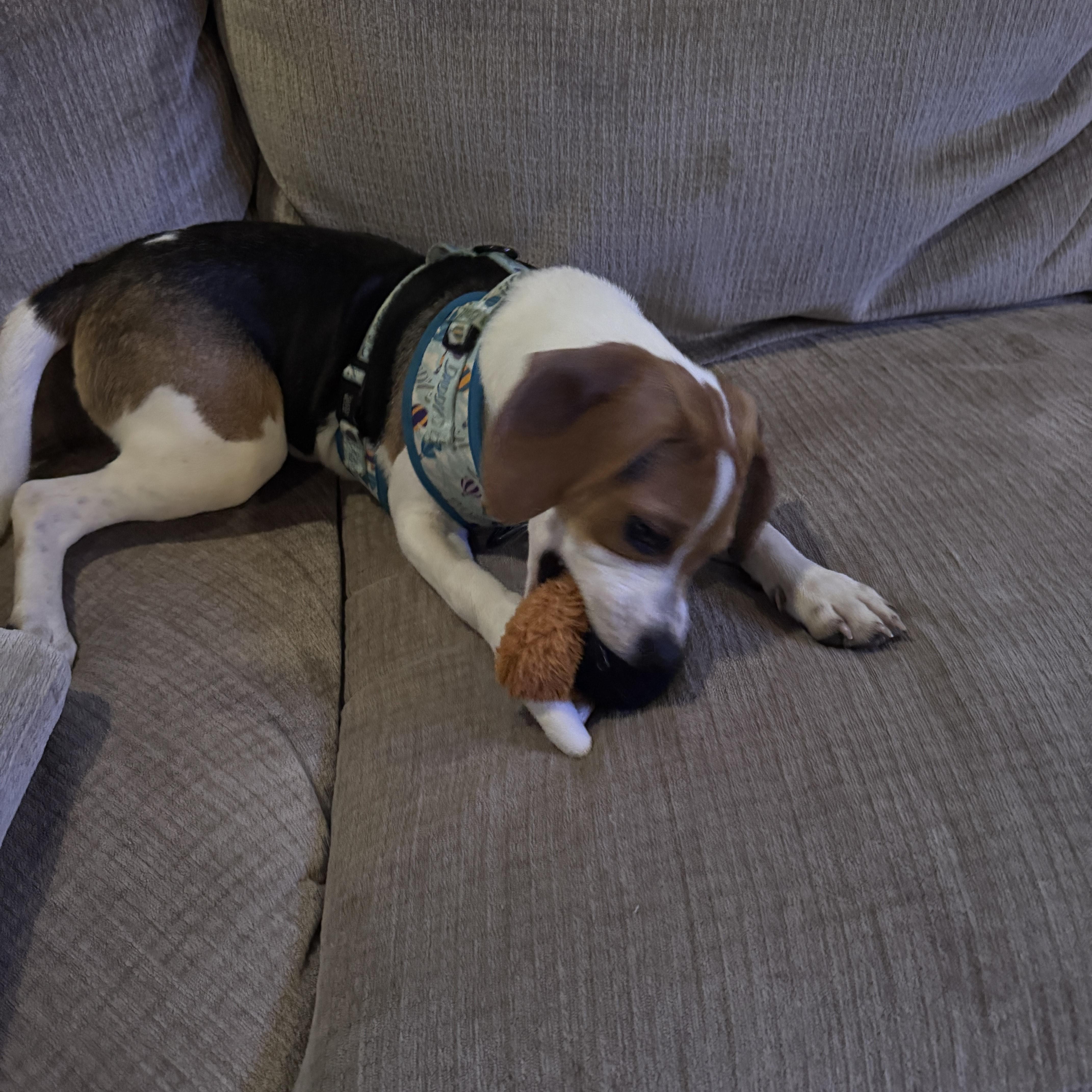 Jasper Onslow, a Adopted Beagle in Waldorf, MD image 2/5