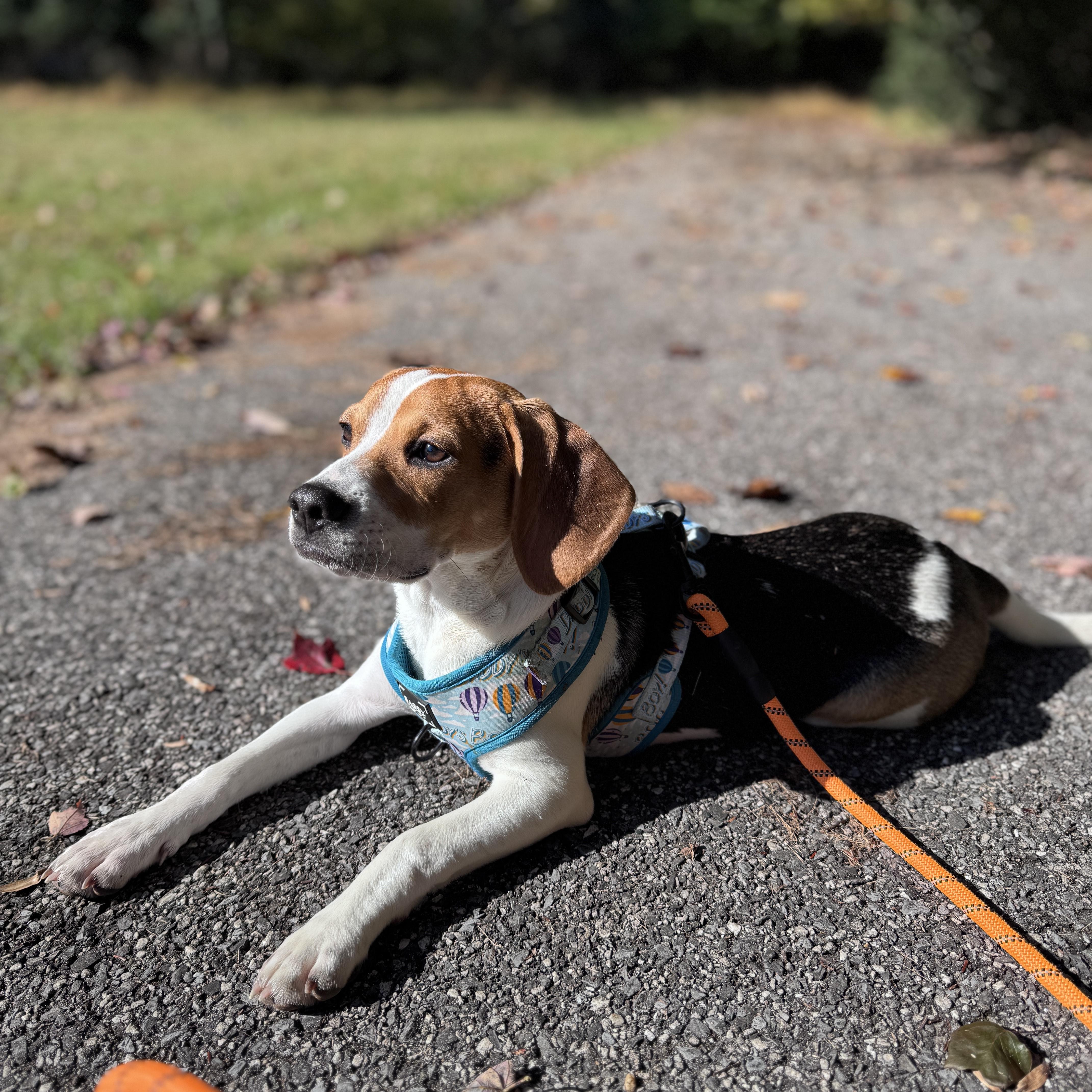 Jasper Onslow, a Adopted Beagle in Waldorf, MD image 3/5