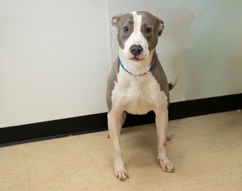 Paige, Adoptable, Adult Female Terrier.