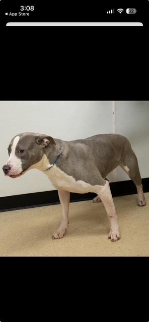 Enlarge Paige, a Adoptable Terrier in Winston, GA image 2/2