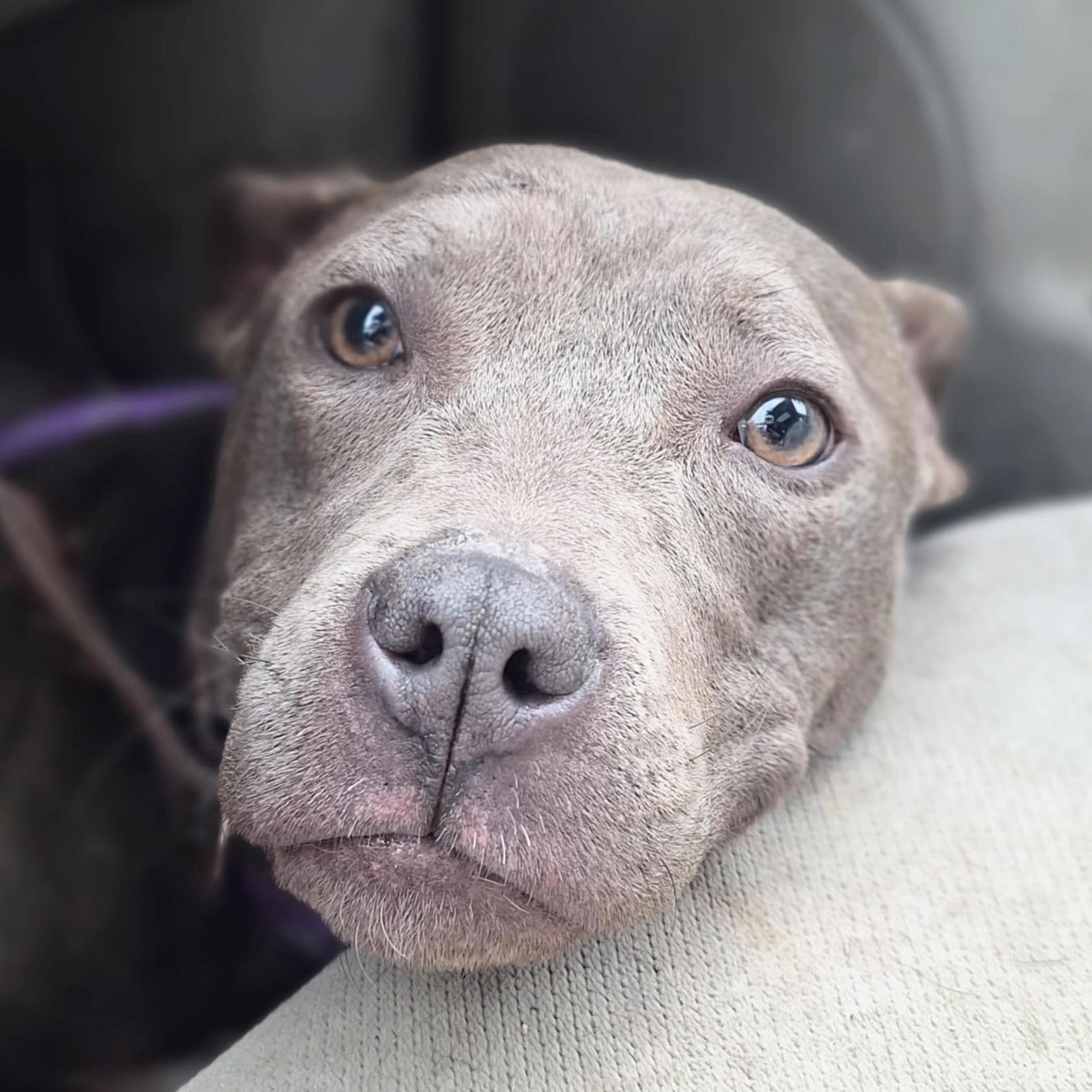 Star, an adoptable Pit Bull Terrier in Traverse City, MI, 49684 | Photo Image 2