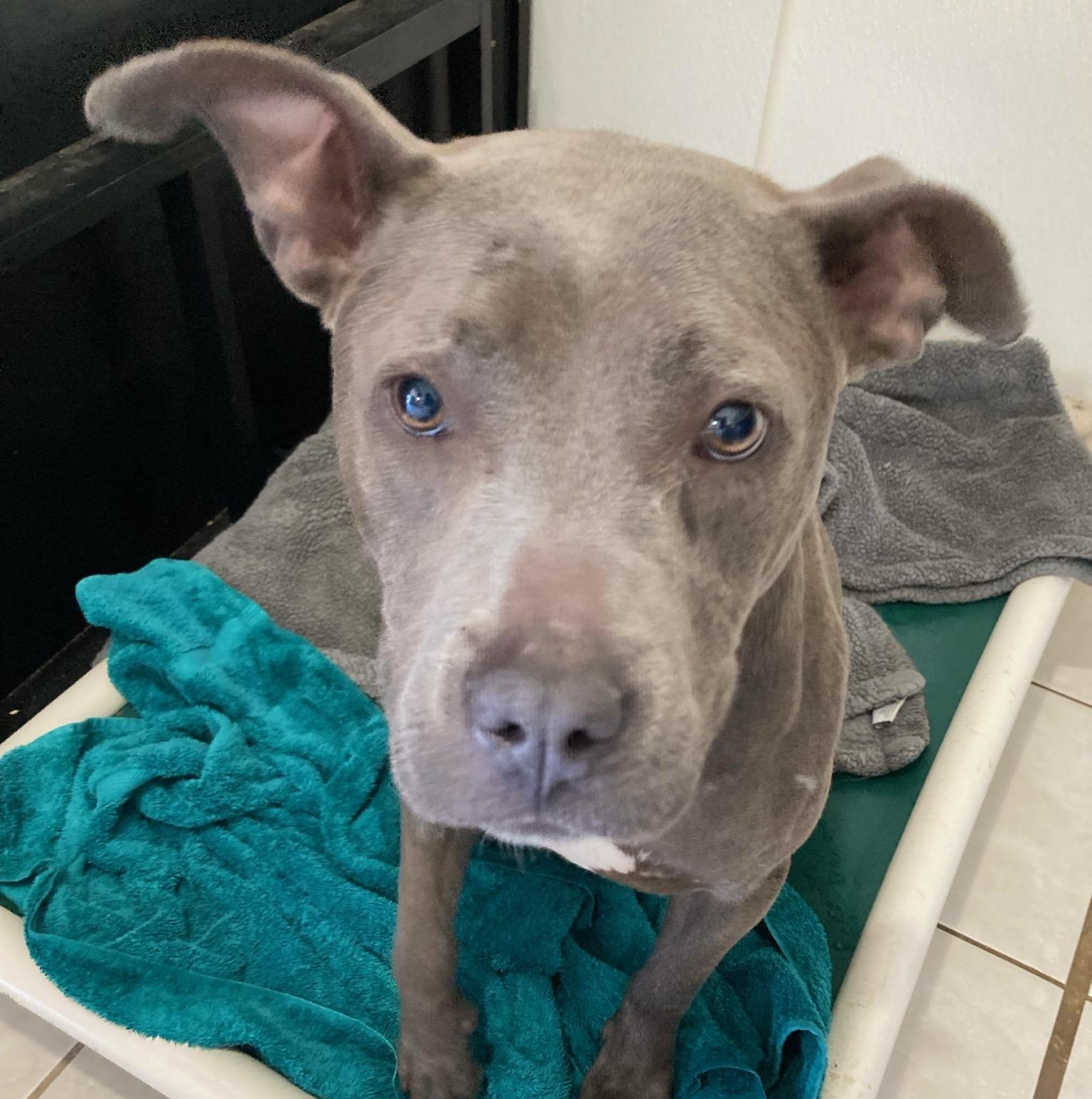 Star, an adoptable Pit Bull Terrier in Traverse City, MI, 49684 | Photo Image 1