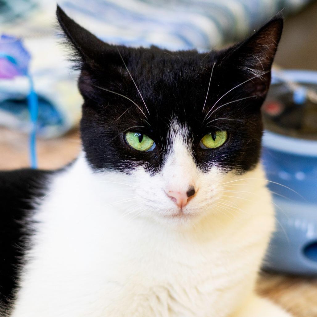 Lori (bonded with Roxy), Adoptable, Adult Female Domestic Short Hair.