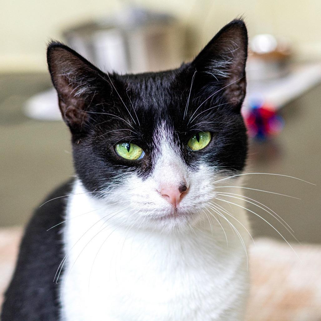 Enlarge Lori (bonded with Roxy), a Adoptable Domestic Short Hair in Wilmington, DE image 2/6