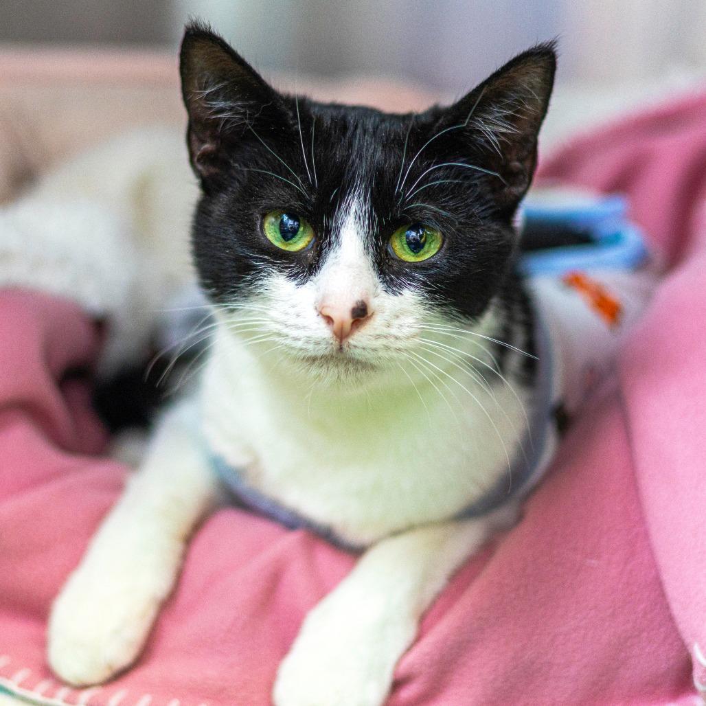 Enlarge Lori (bonded with Roxy), a Adoptable Domestic Short Hair in Wilmington, DE image 3/6