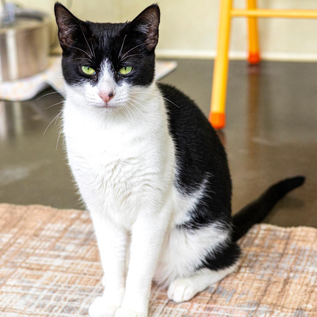 Enlarge Lori (bonded with Roxy), a Adoptable Domestic Short Hair in Wilmington, DE image 4/6