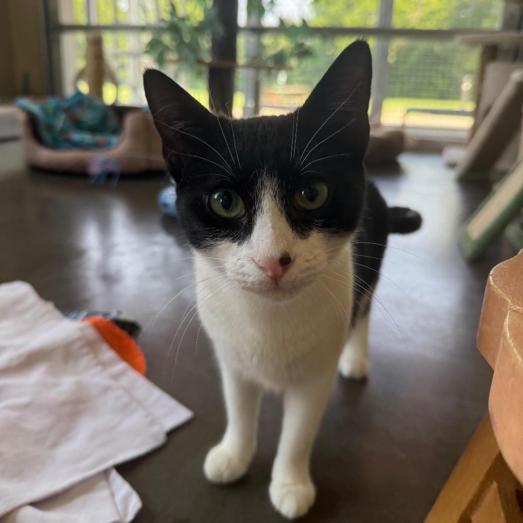 Enlarge Lori (bonded with Roxy), a Adoptable Domestic Short Hair in Wilmington, DE image 5/6