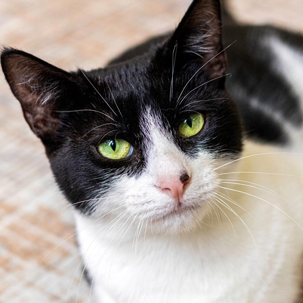 Enlarge Lori (bonded with Roxy), a Adoptable Domestic Short Hair in Wilmington, DE image 6/6