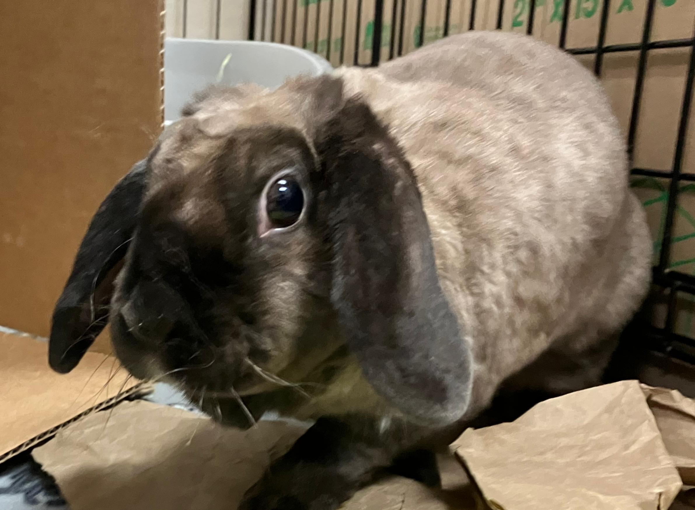 Enlarge Etta, a ADOPTABLE Holland Lop in Oshkosh, WI image 4/5