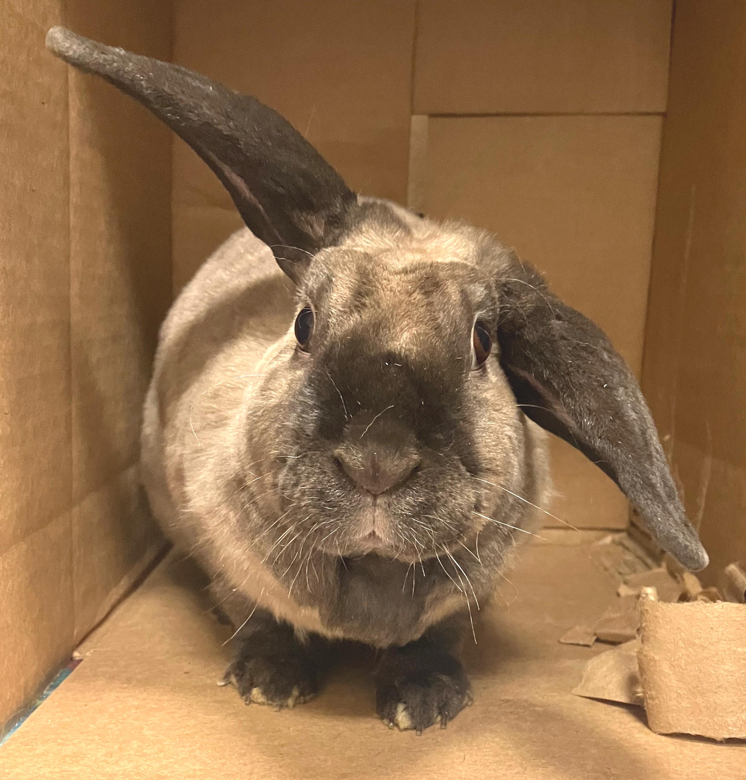 Enlarge Etta, a ADOPTABLE Holland Lop in Oshkosh, WI image 5/5