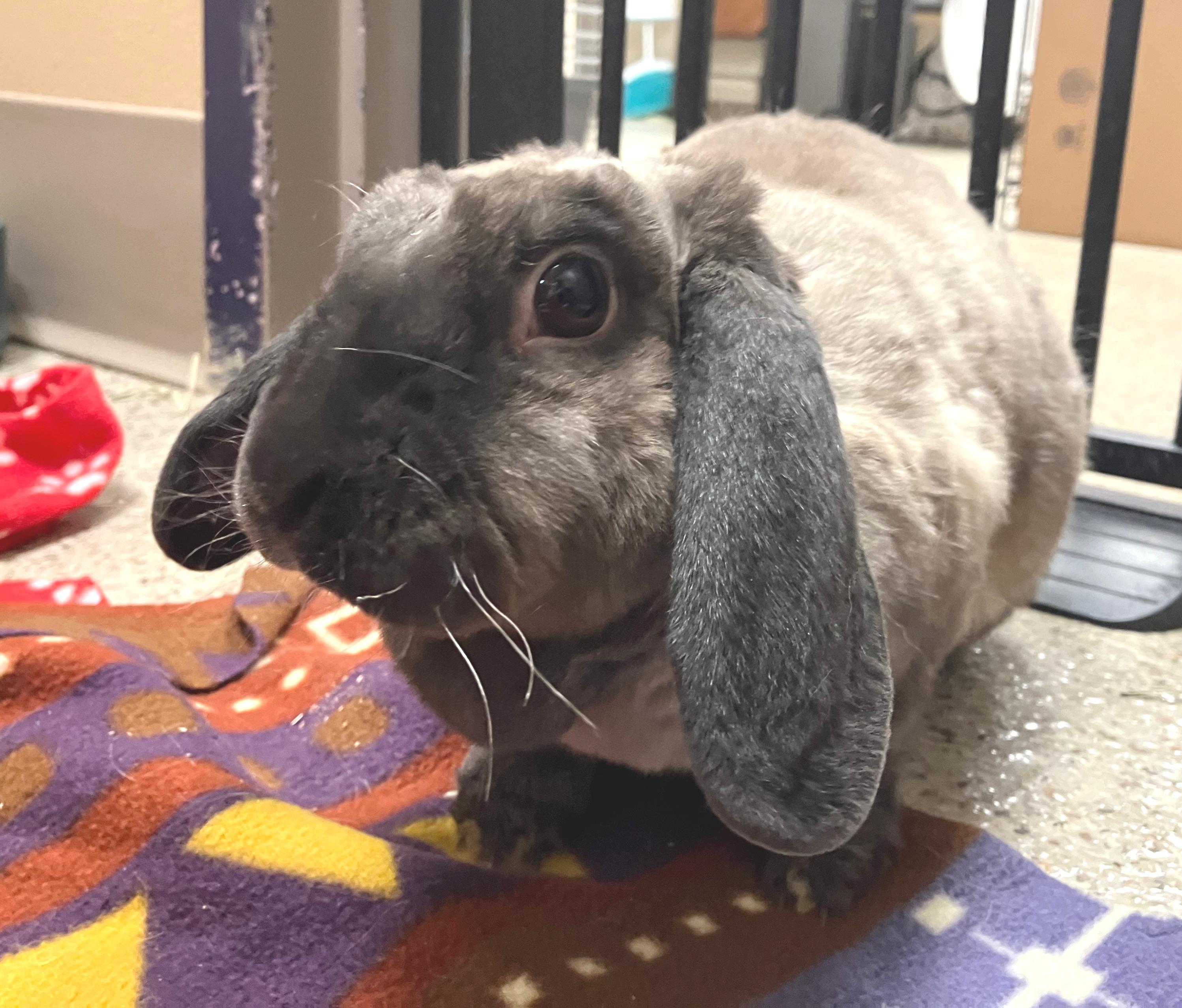 Enlarge Etta, an adoptable mixed breed in Oshkosh, WI image 1/6