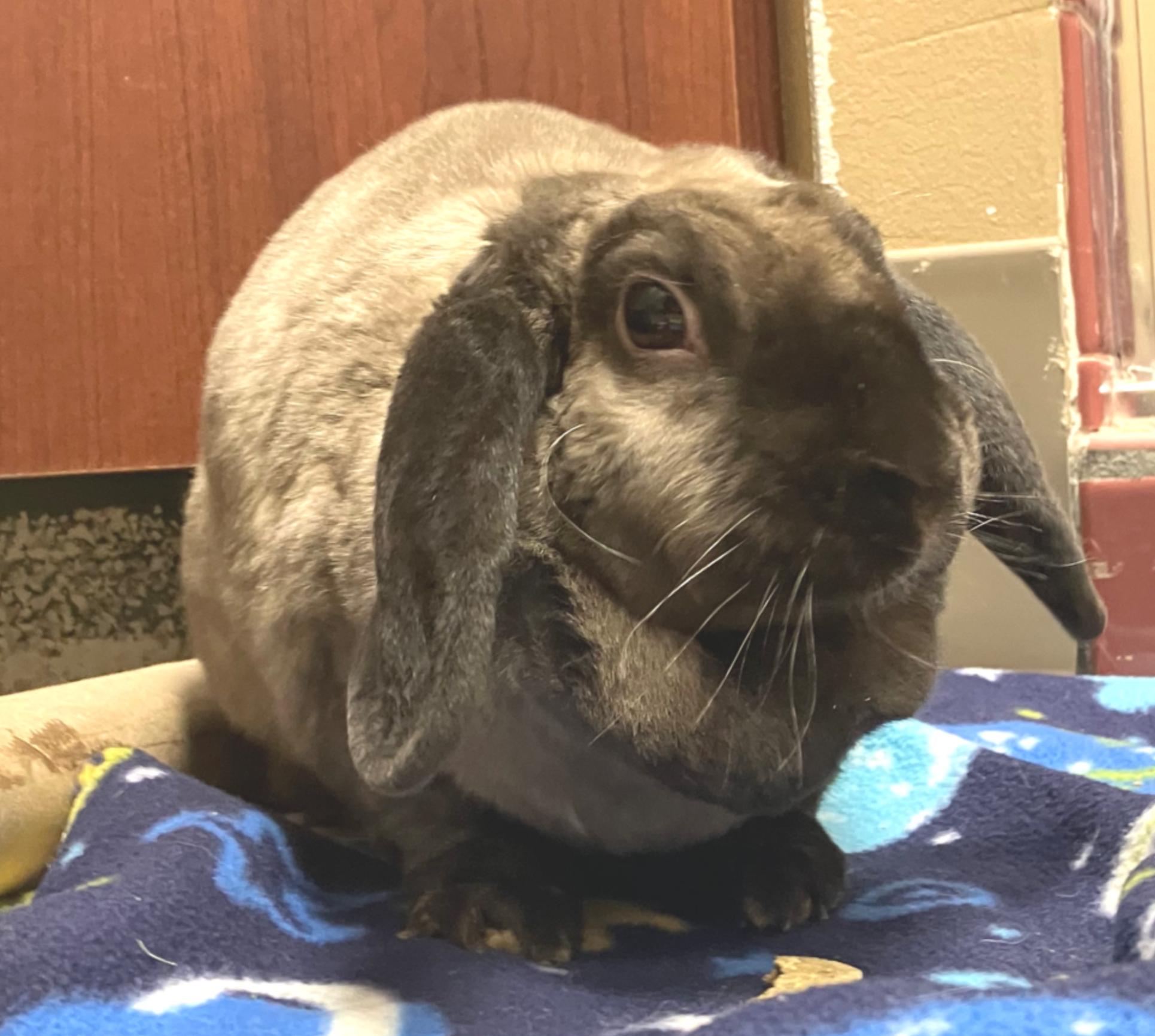 Enlarge Etta, an adopted mixed breed in Oshkosh, WI image 5/6