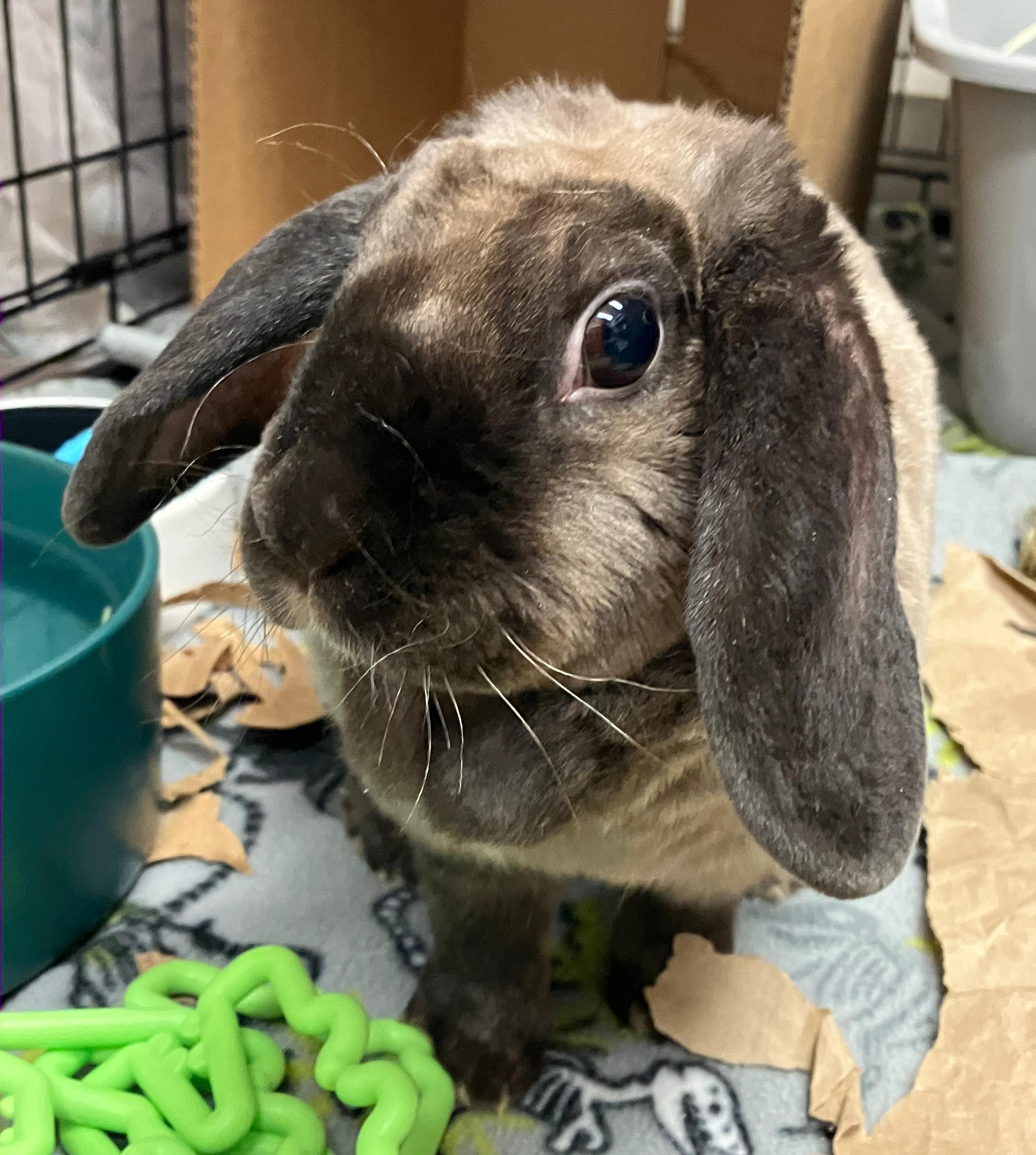 Enlarge Etta, a ADOPTABLE Holland Lop in Oshkosh, WI image 1/5