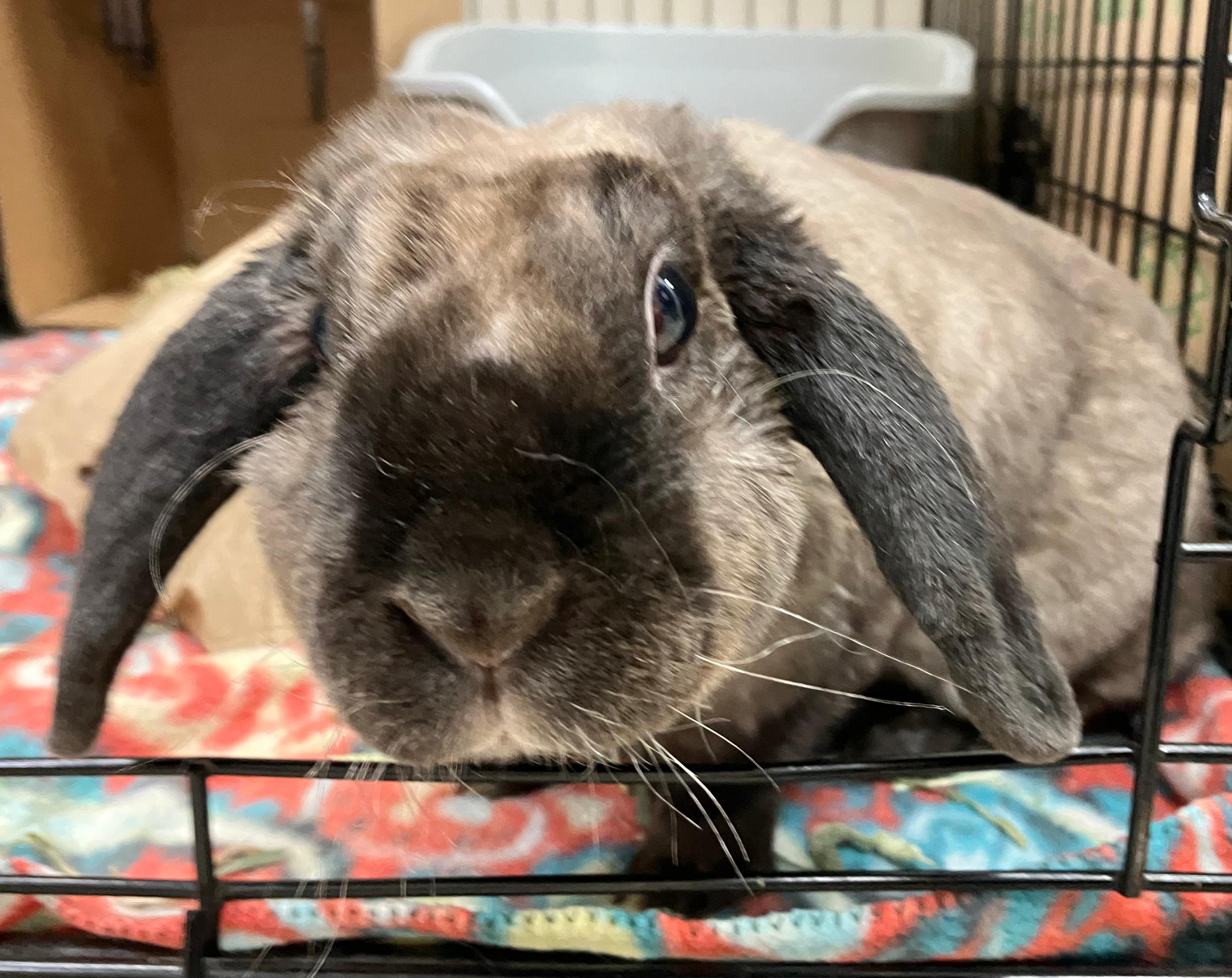 Enlarge Etta, a ADOPTABLE Holland Lop in Oshkosh, WI image 3/5