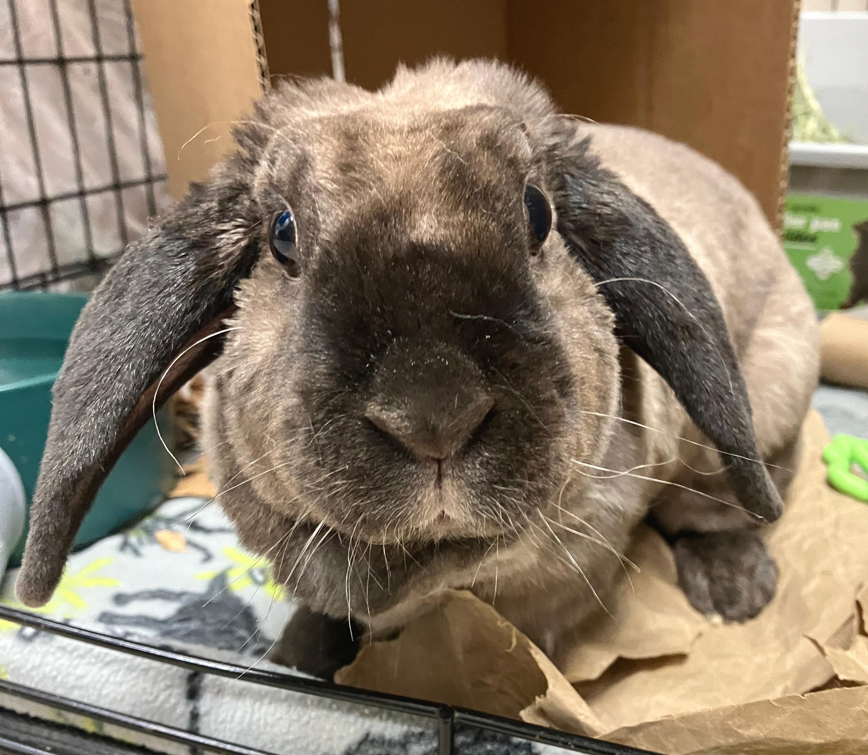 Enlarge Etta, a ADOPTABLE Holland Lop in Oshkosh, WI image 2/5