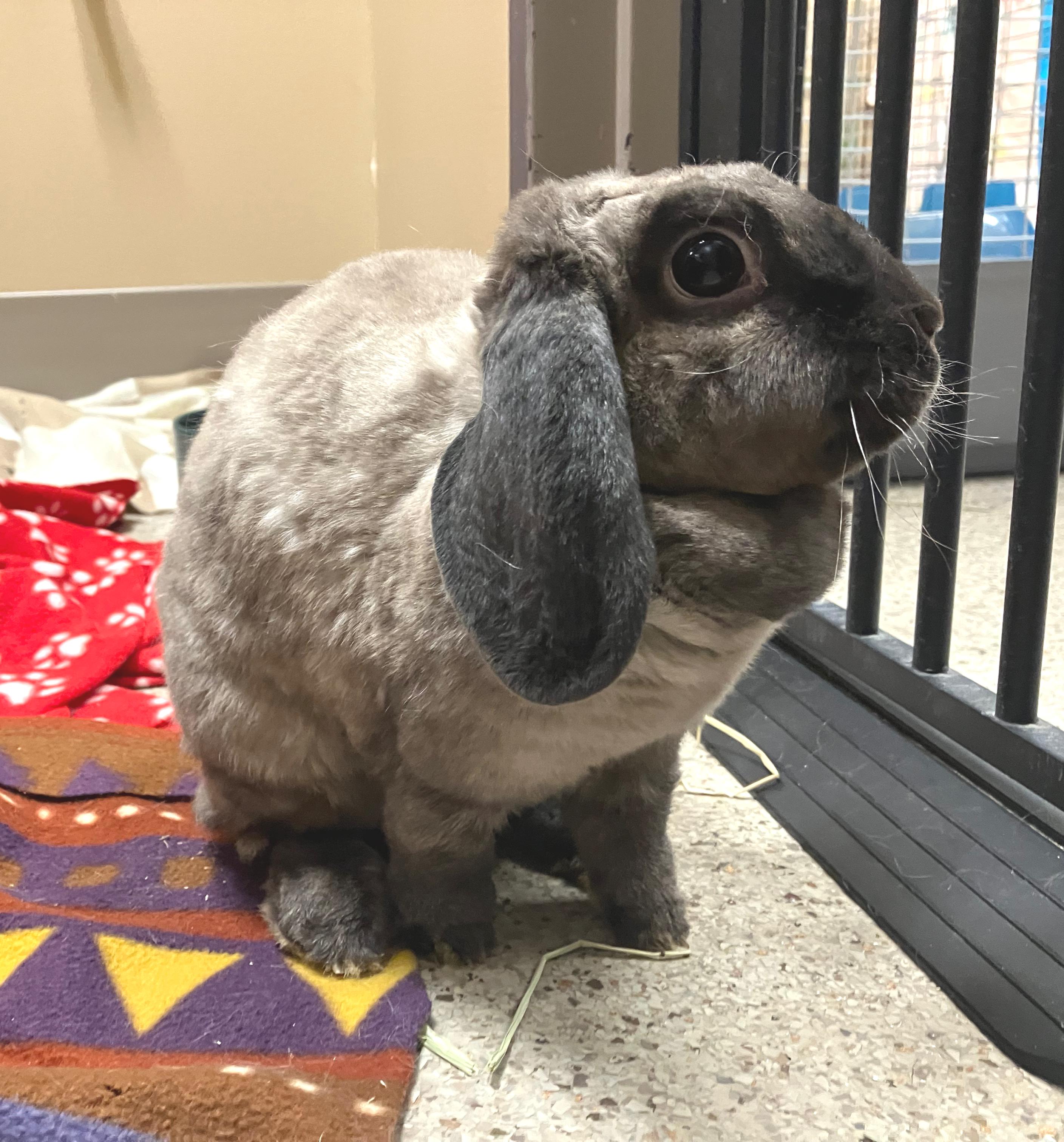 Enlarge Etta, an adoptable mixed breed in Oshkosh, WI image 5/6