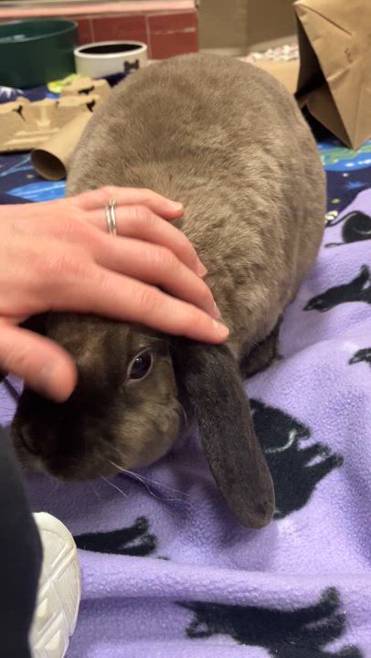 Enlarge Etta, an adopted mixed breed in Oshkosh, WI video 6/6