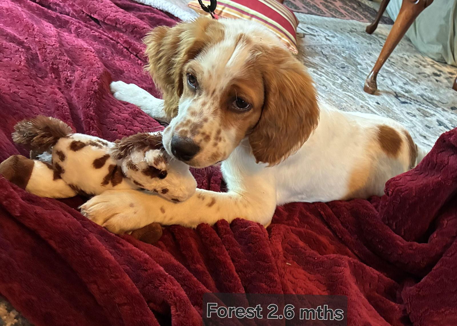 TX/Forest  (Adoption Pending), Adoptable, Puppy Male Brittany Spaniel & English Setter.