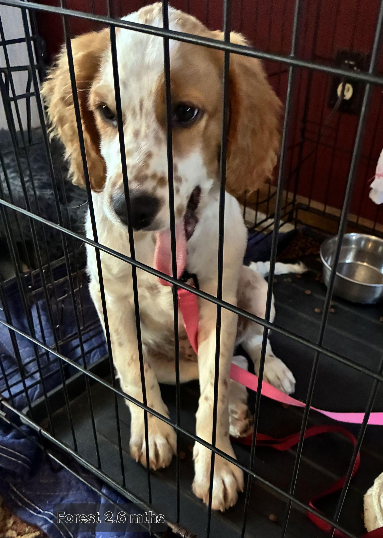 Enlarge TX/Forest  (Adoption Pending), a Adoptable mixed breed in Kansas City, KS image 2/3