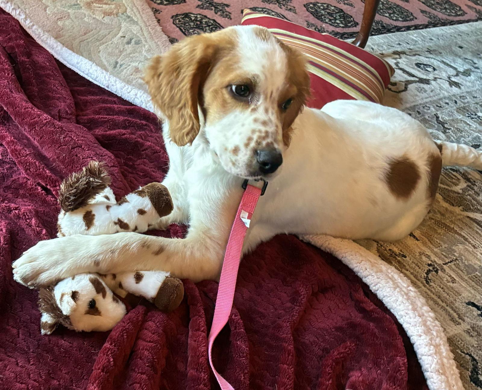 Enlarge TX/Forest  (Adoption Pending), a Adoptable mixed breed in Kansas City, KS image 3/3