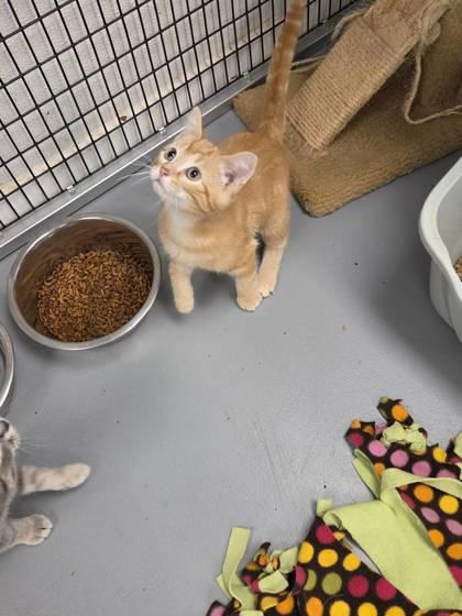 Enlarge Oscar, a Adopted mixed breed in Mount Pleasant, IA image 2/2